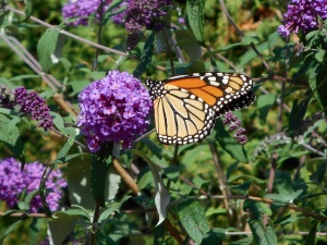 A monarch butter fly in my back yard